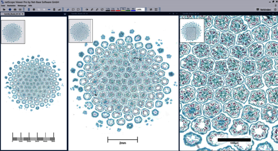 netScope Viewer scalebar